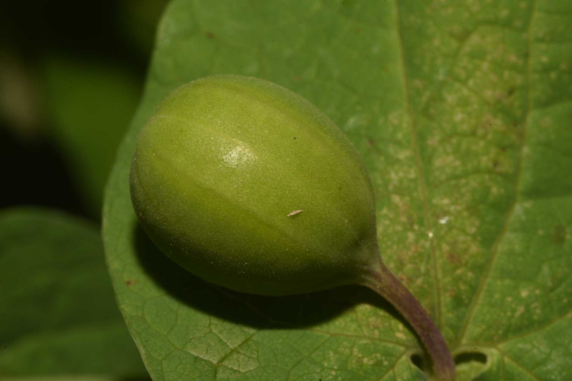 L''erba astrologa, Aristolochia rotunda